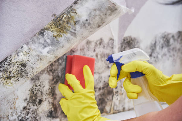  Bayshe, OR Mold Removal & Remediation Pros